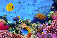 Aquarium