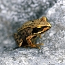 Native Species Weekend