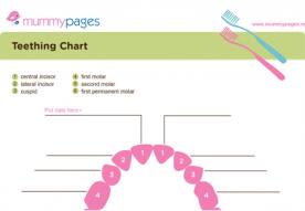 Teething chart
