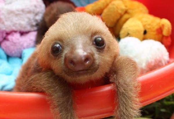 Crying! Check out these 9 adorable and WEIRD baby animals