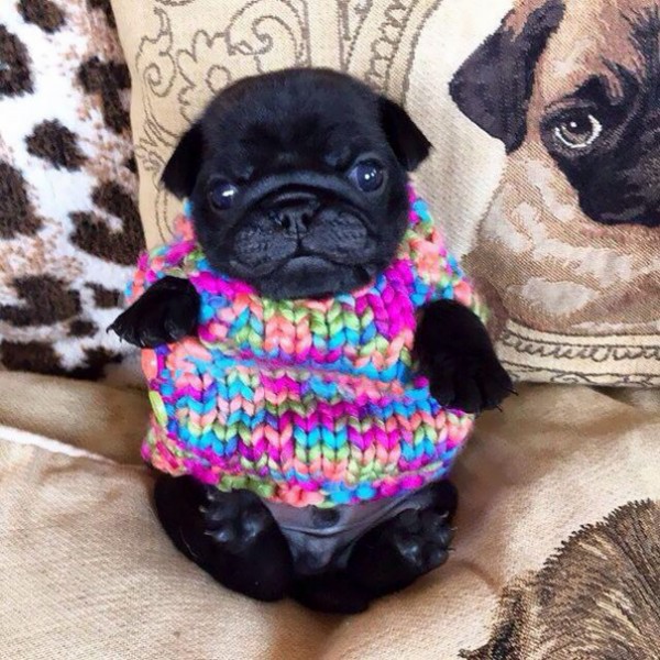 10 Photos of animals in tiny jumpers - Reader's Digest